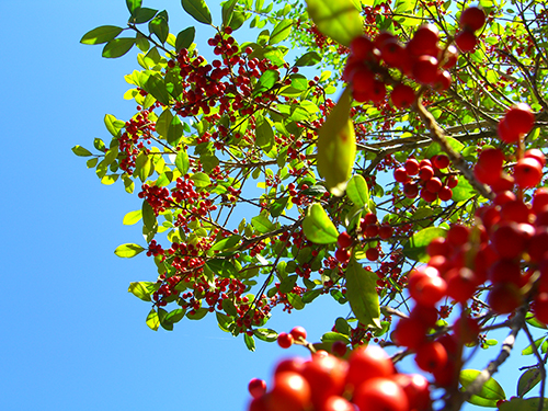 St Augustine Berries