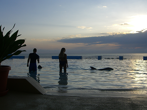 Marineland of Florida Dolphins St Augustine