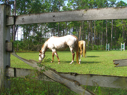 Picture of horse in Saint Augustine, Florida