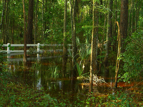 Fay frontyard swamp picture