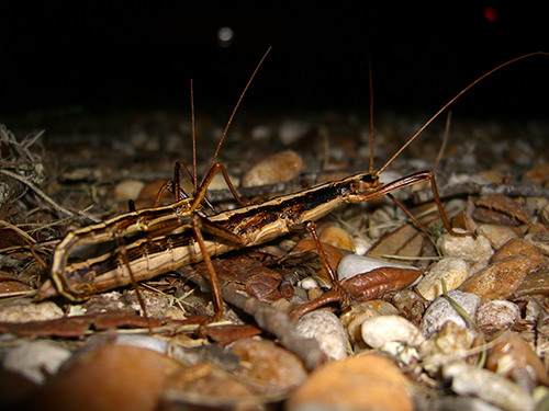 Picture of Walking sticks mating in St. Augustine