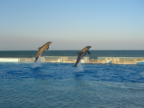 picture of dolphins jumping at marineland of florida