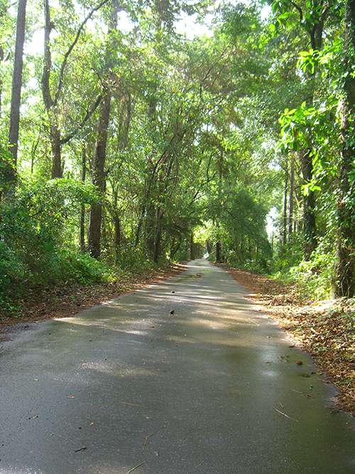 Carter Rd. St. Augustine Florida nature picture