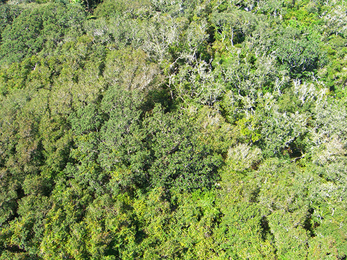 Trees from the Lighthouse