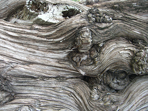Photo pic of knotted tree bark