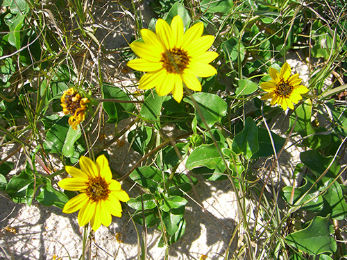 Picture of yellow dune flowers