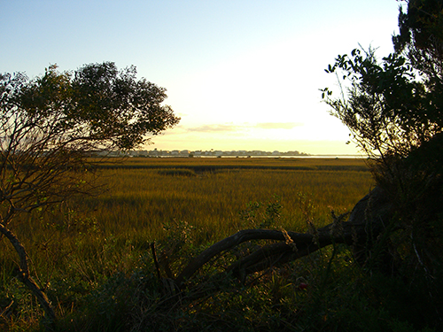 Intracoastal Marsh View Picture