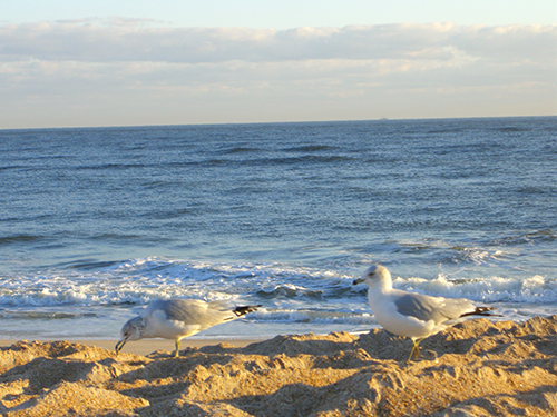 Picture of Seagull Birds on Beach and Waves