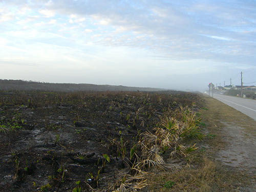 Picture of Control Burn Aftermath on A1A