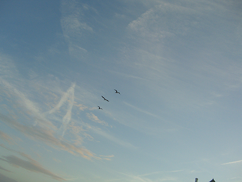 sky and birds picture