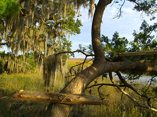 Marsh Tree Perch Photo