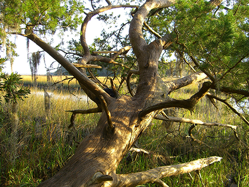 Picture of My Moultrie Creek Reading Tree
