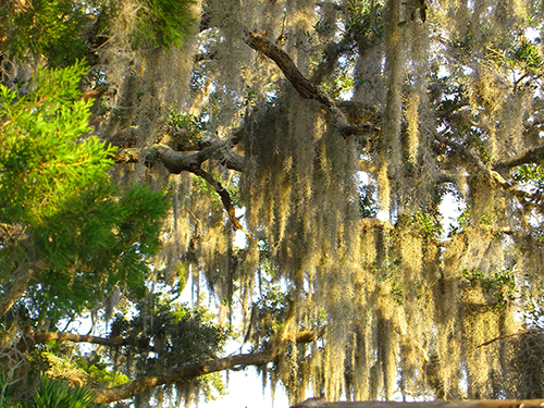 Hanging Spanish Moss Picture