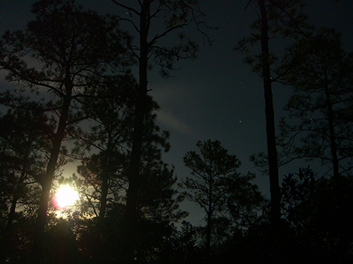 Moses Creek Night Trees Photo