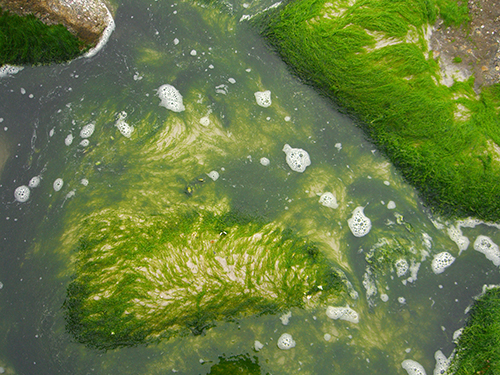 Algae Rock Picture