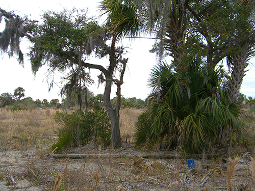Nature Reclaims Unbuilt Development Parking Picture