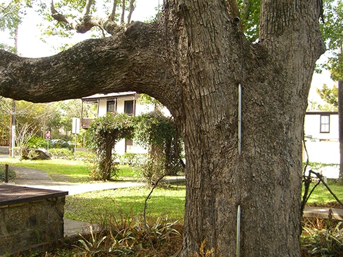 Tree Growth Around Conduit Photo