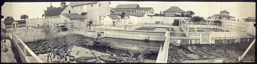 Photo St. Augustine Alligator Farm in 1910