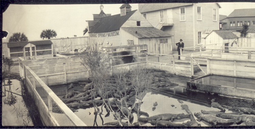 Historic Photo of St. Augustine Alligator Farm in 1910