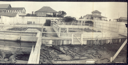 Historic Photo of St. Augustine Alligator Farm in 1910