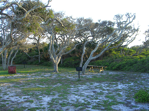 Anastasia State Park Trees Photos