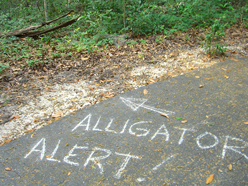 Alligator Alert Photos