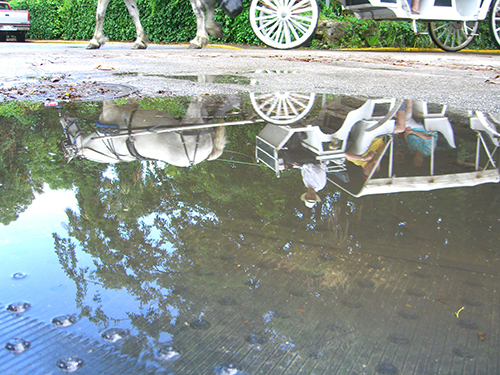 Horse Carriage Puddle Picture