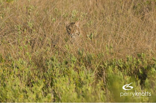 Florida Bobcat