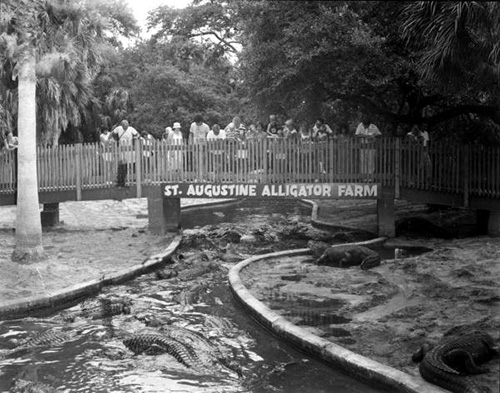 Alligator Farm Bridge Picture