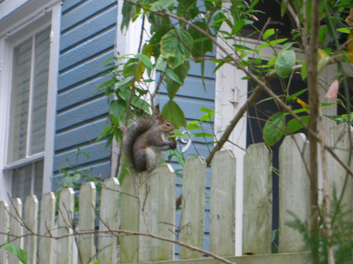 Blurry Squirrel! Picture