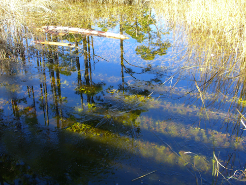 Guana Boardwalk Ice Reflection Photo