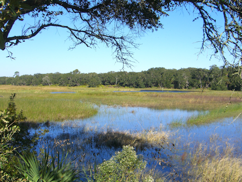 Spring Guana Marsh View Picture