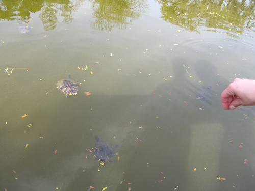 Turtle Pond Picture