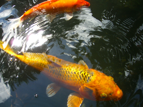 Lightner Koi Fish Photo