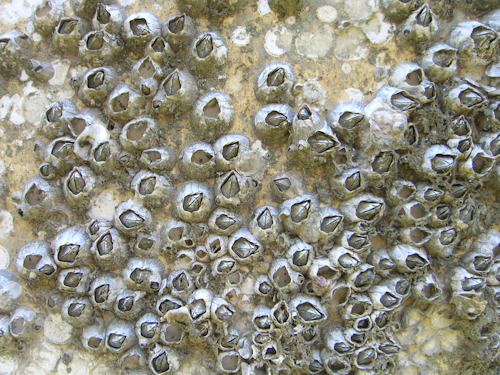 Old Barnacles Pictures