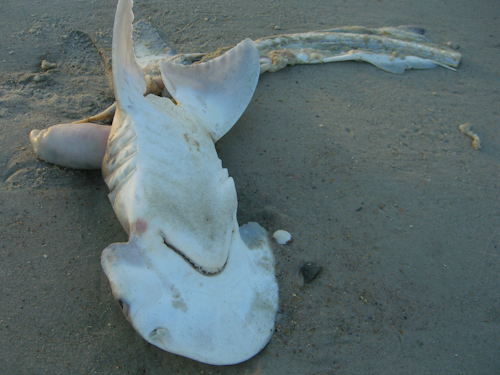 Washed Up Shark Pictures