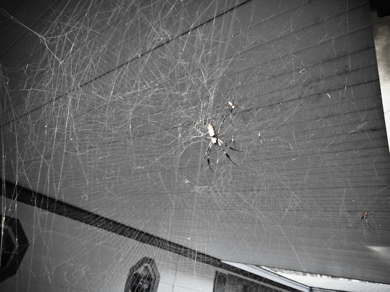 Carport Spider Picture