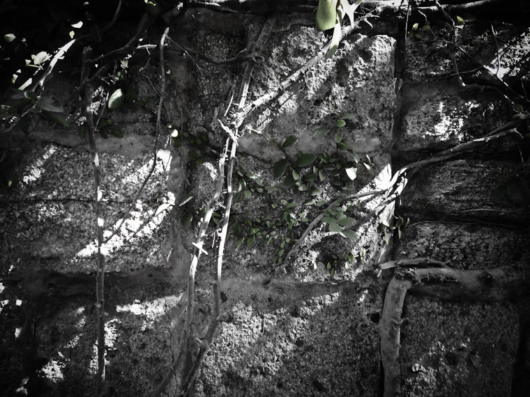 Photo of Coquina Vines in St Augustine Florida.