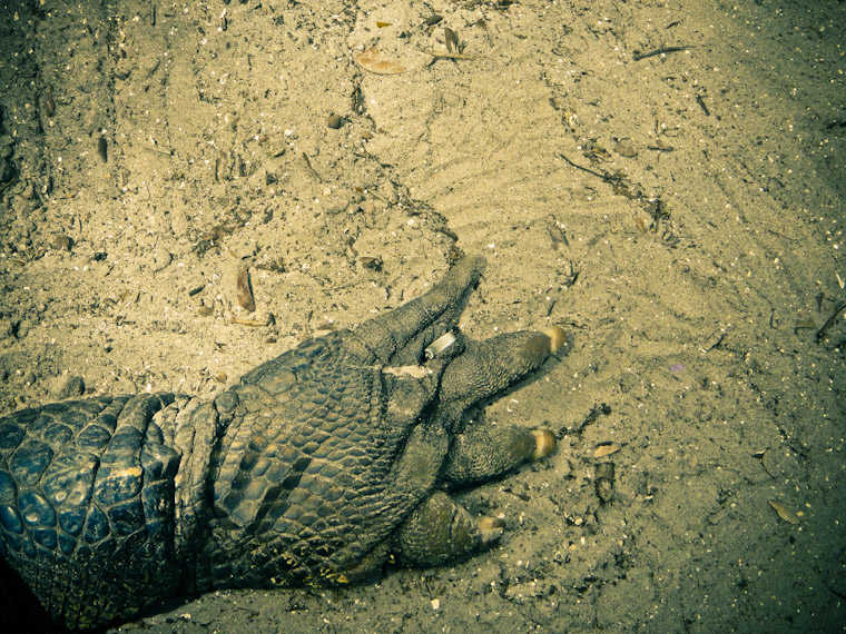 Photo of Tagged Gator Foot at St Augustine Florida Alligator Farm