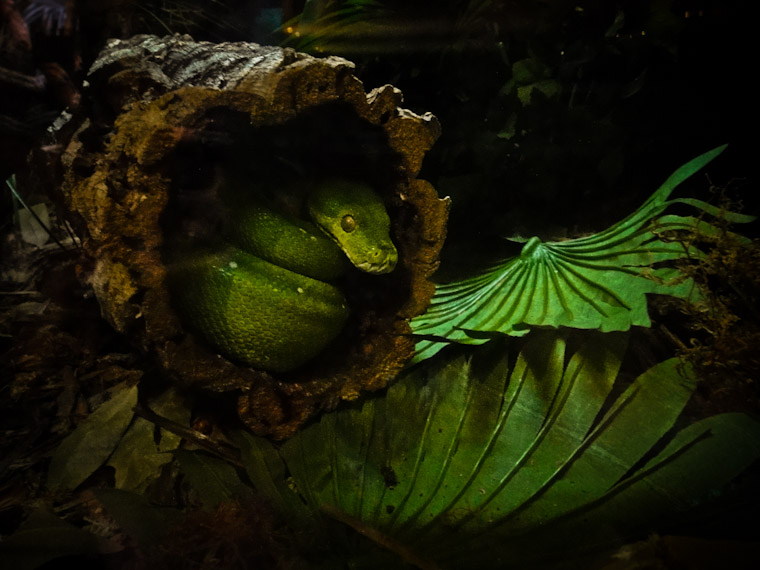 Photo of Coiled Green Snake St Augustine Alligator Farm Florida