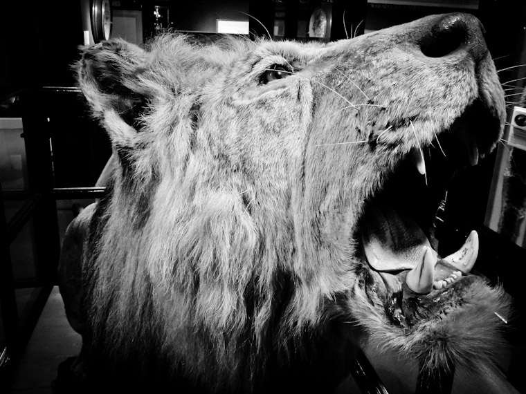 Photo of Winston Churchill's Lion, Rota at the Lightner Museum St. Augsutine Florida