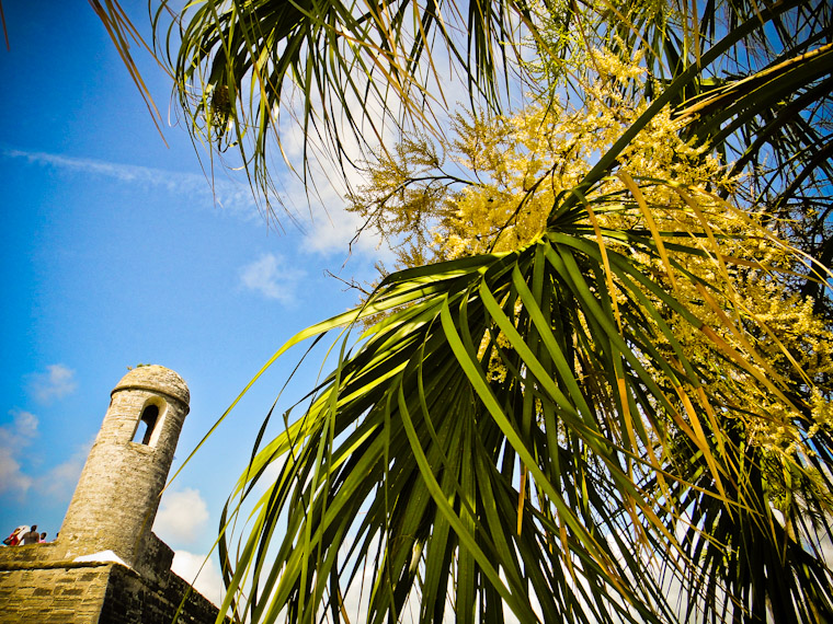 Fort Palm Fronds Photo St Augustine Florida
