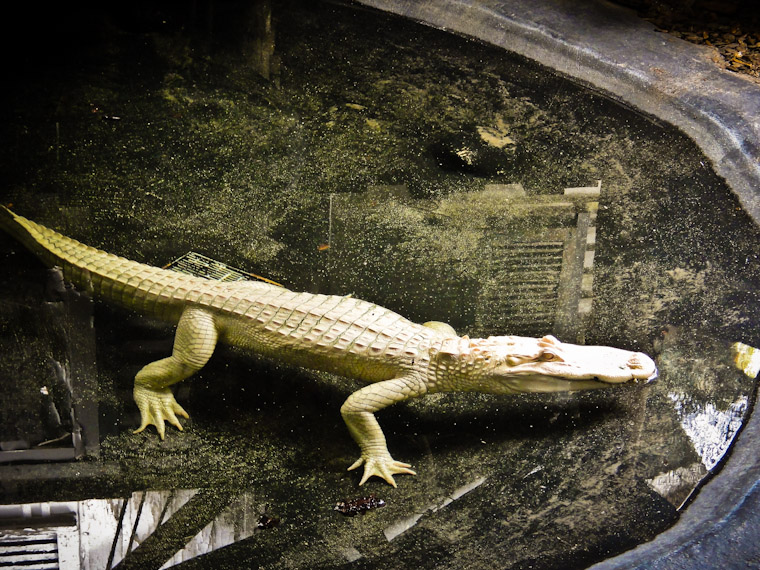 Photo of Albino Alligator Floating at St Augustine Alligator Farm