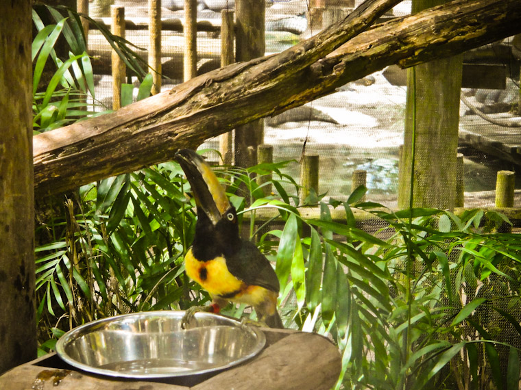 Photo of collared aracari gargling at Alligator Farm in St Augustine Florida