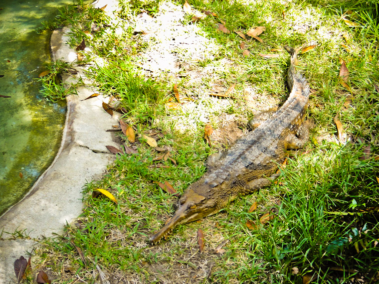 Picture of Malaysian Gharial at St Augustine Alligator Farm