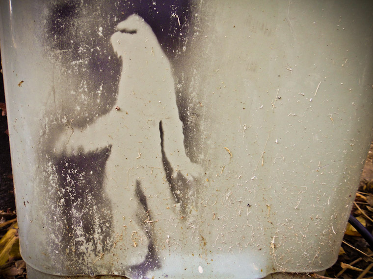 Picture of Bigfoot Sighting in St Augustine Florida