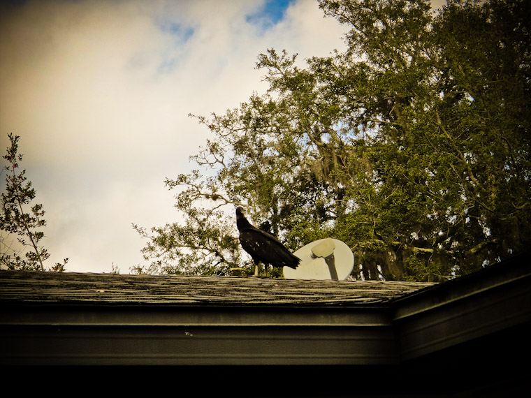 Vultures on Roof Sound like Reindeer Hoof