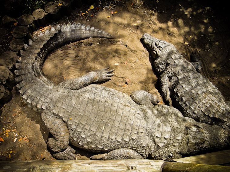 Alligator Farm St Augustine Swirl Picture