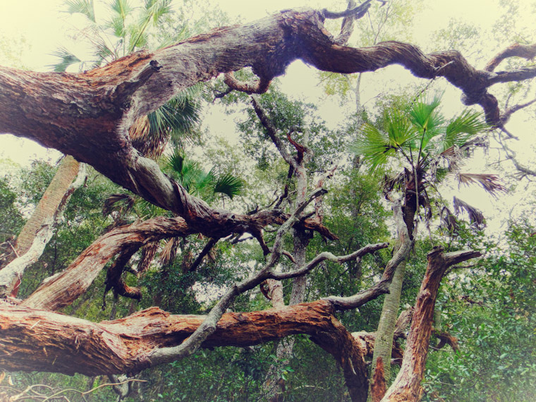 Fallen Monster Tree HDR St Augustine Picture