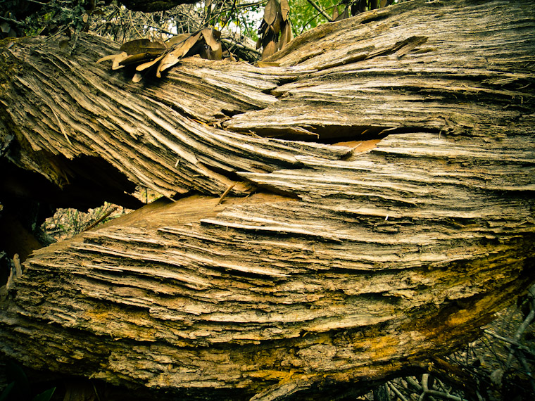 Gnarled Wood Photo St Augustine Florida